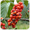 Guarana ingredient