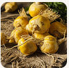 Maca root ingredient