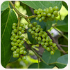 Gymnema ingredient