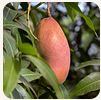 African mango ingredient